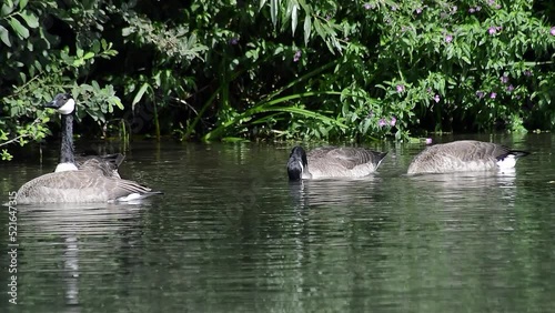 Group of Canadian geese swimming on the River Thames in Lechlade photo
