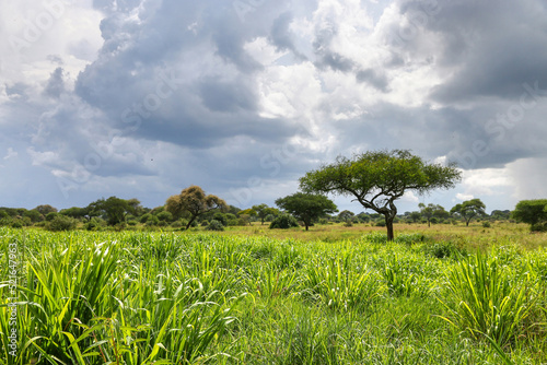 African savannah