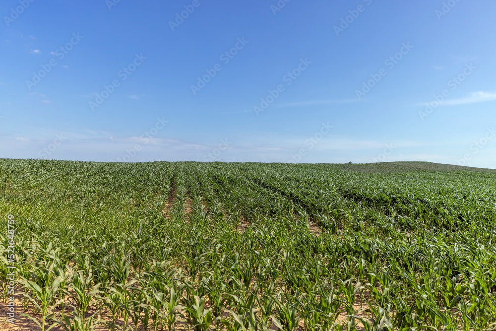 an agricultural field where young green corn grows