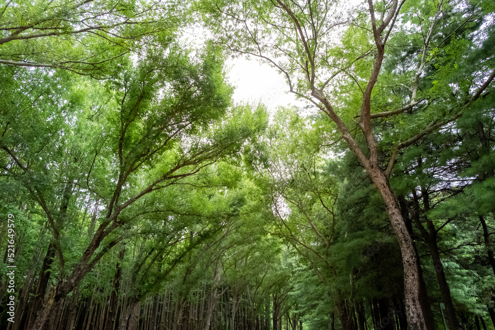 Green leaves against the sky. Seoul Forest in Seoul, South Korea.