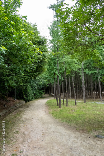 Walking path with tree along the way. Seoul Forest in Seoul, South Korea.