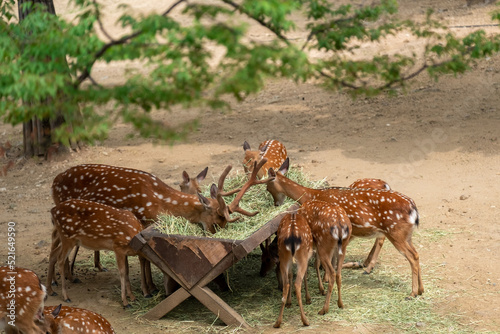 Photography Deer eating grass at Seoul Forest, South Korea