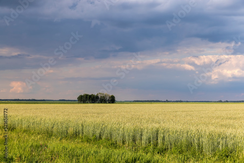 An agricultural field where ripening cereals grow