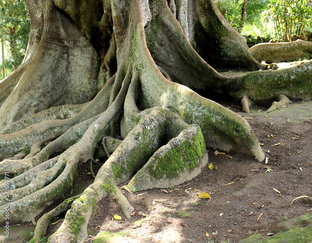 Fototapeta premium roots of a tree