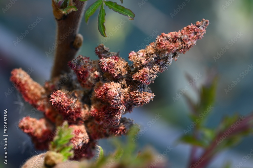 Flowers 2022 Flowers 2022