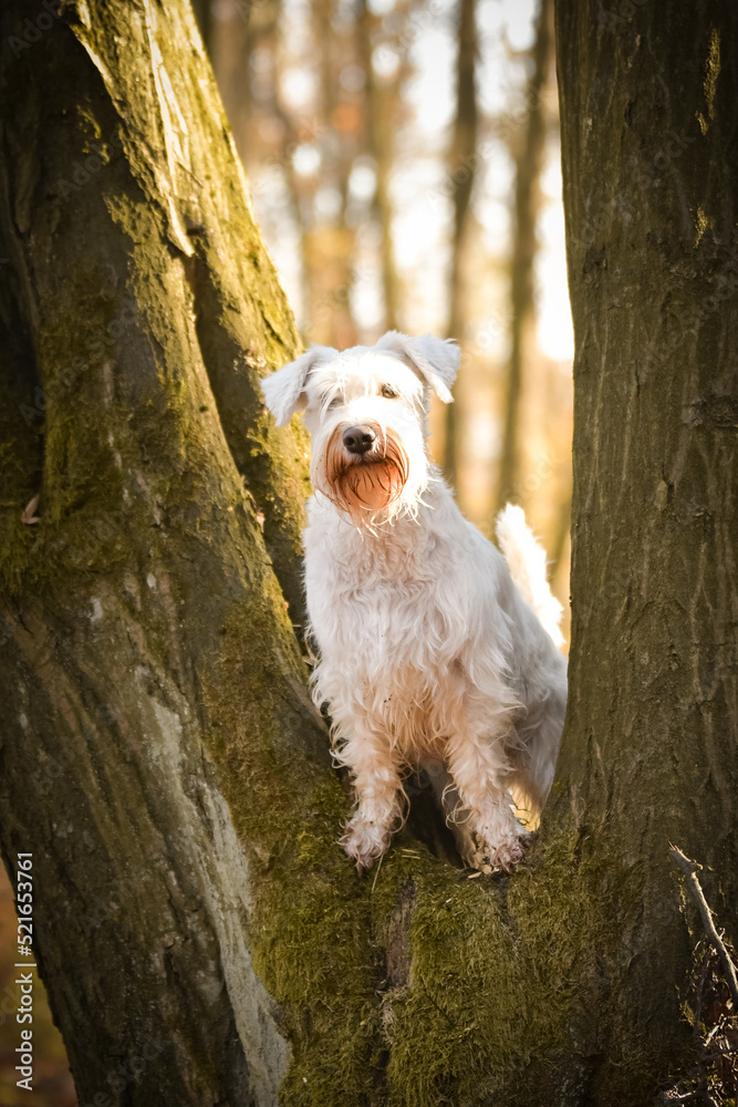 Schnauzer is sitting in the forest. It is autumn portret. Schnauzer is sitting in the forest. It is autumn portret.