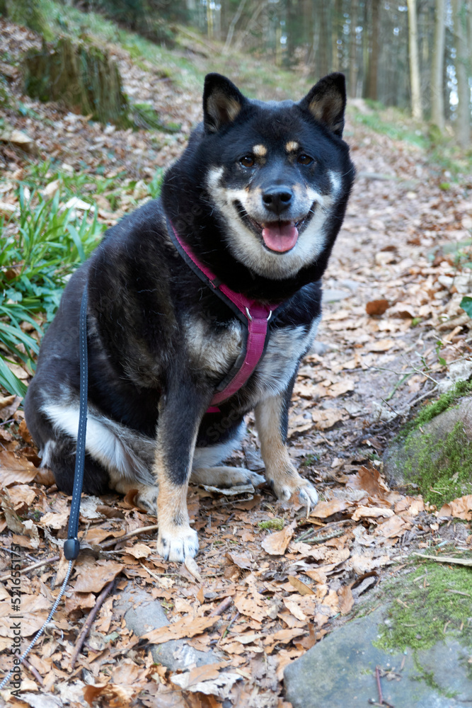 black and tan Shiba Inu smiling in the forest