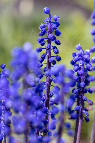 beautiful blue flowers in the spring season in drops of water