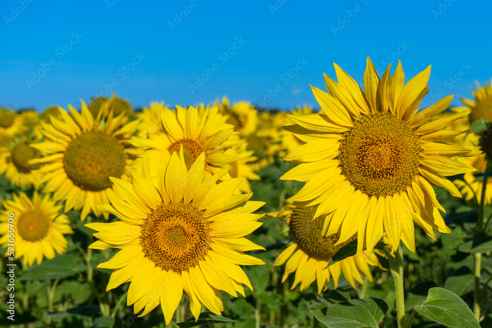 Beautiful blooming sunflowers field in farming field