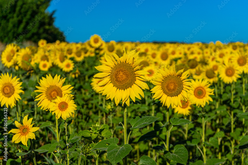 Beautiful blooming sunflowers field in farming field Beautiful blooming sunflowers field in farming field