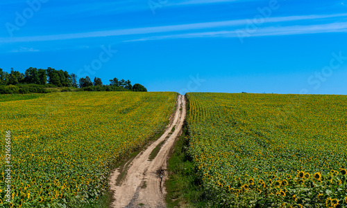 Fototapeta Naklejka Na Ścianę i Meble -  Beautiful blooming sunflowers field in farming field