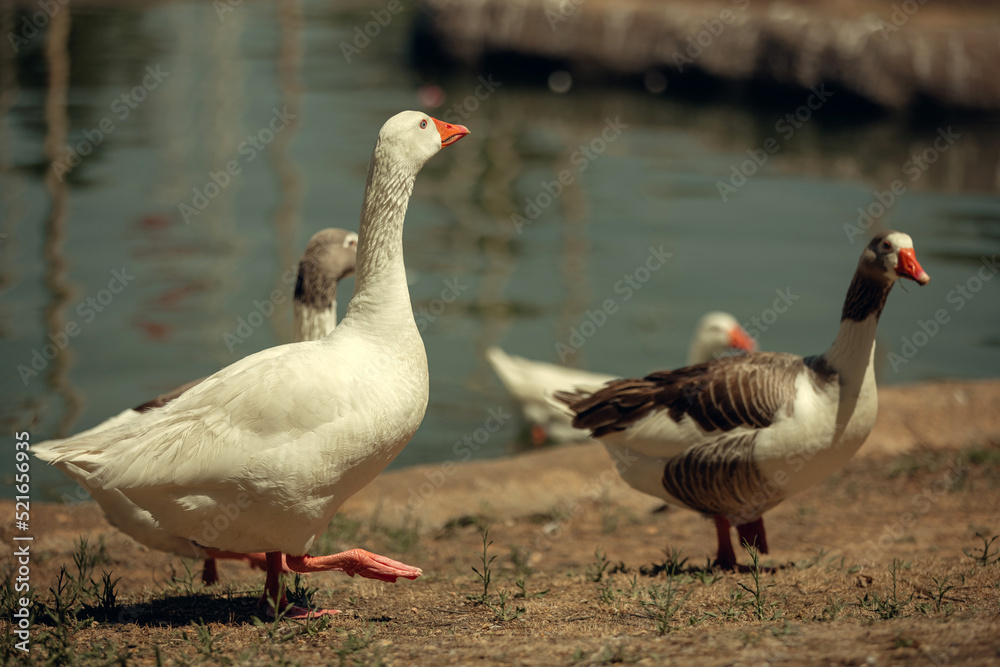 Geese walk in the city park by the pond Geese walk in the city park by the pond