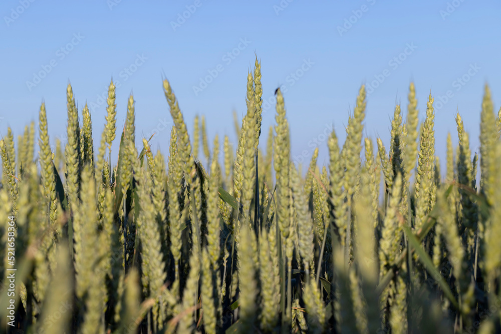 An agricultural field where ripening cereals grow An agricultural field where ripening cereals grow