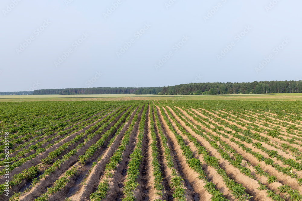 An agricultural field where green potatoes grow An agricultural field where green potatoes grow