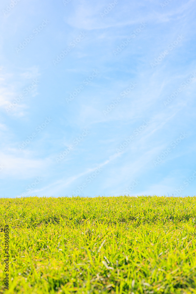 Fototapeta premium 爽やかな青空とみずみずしい緑の芝生