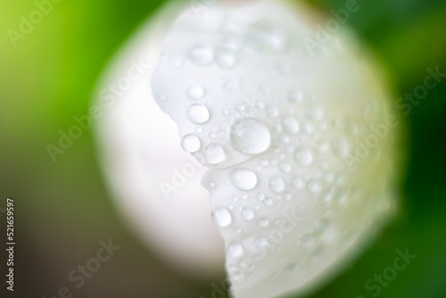 water drops on a flower