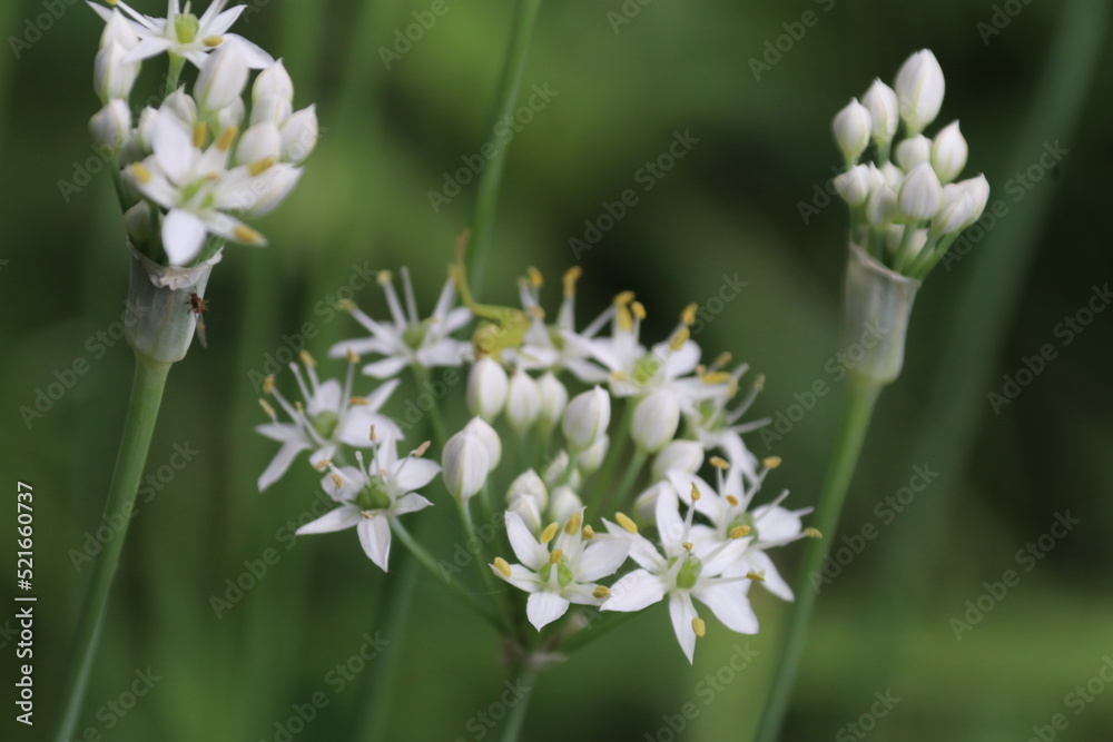 晩夏の東京に咲く野草。ニラ。