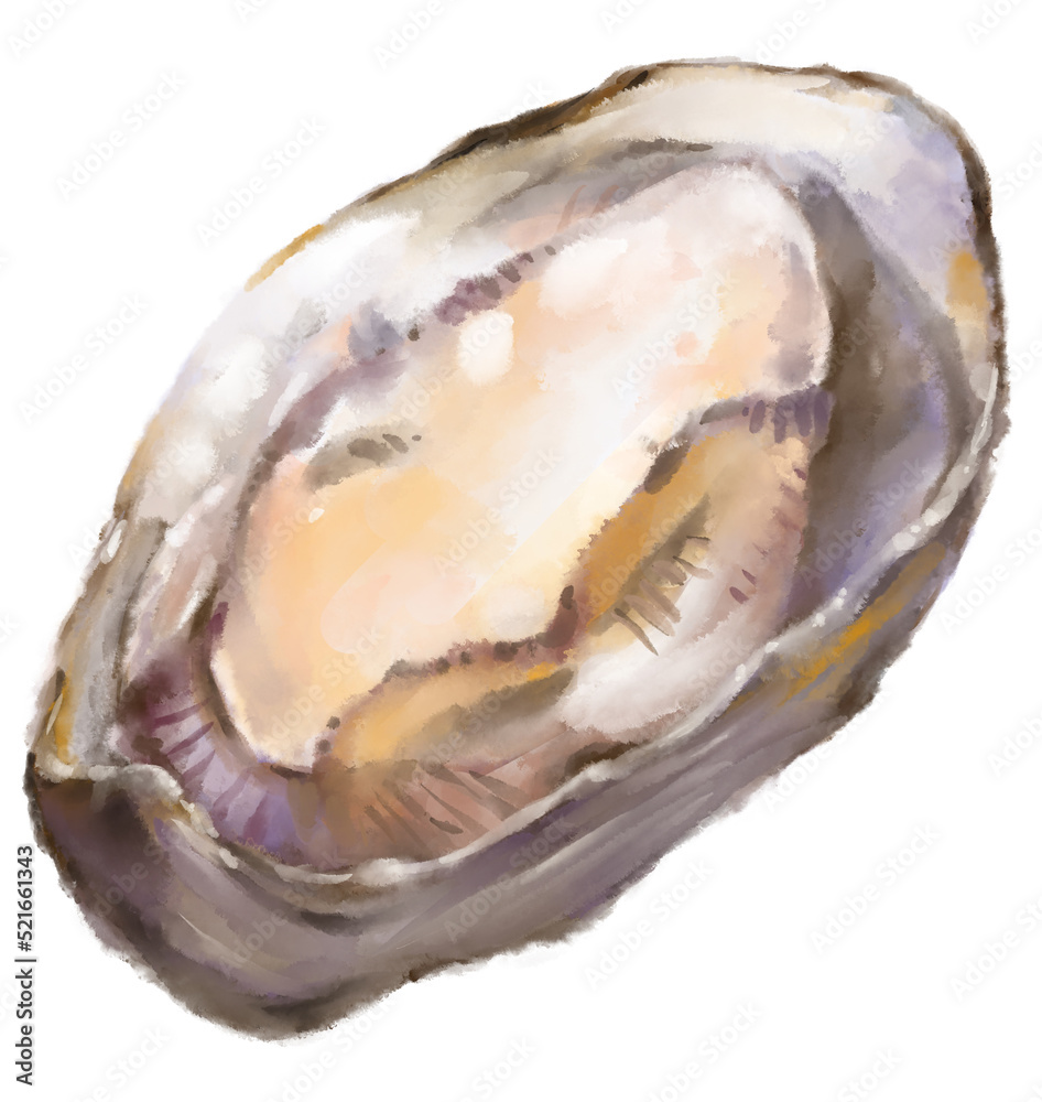 Fresh raw oyster watercolor painting seafood shellfish art illustration Fresh raw oyster watercolor painting seafood shellfish art illustration