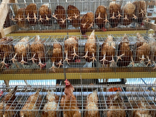Bottom View, Layer Brown Chicken hens in cage battery. Image for the Poultry industry, egg production, market, and sustainable food.