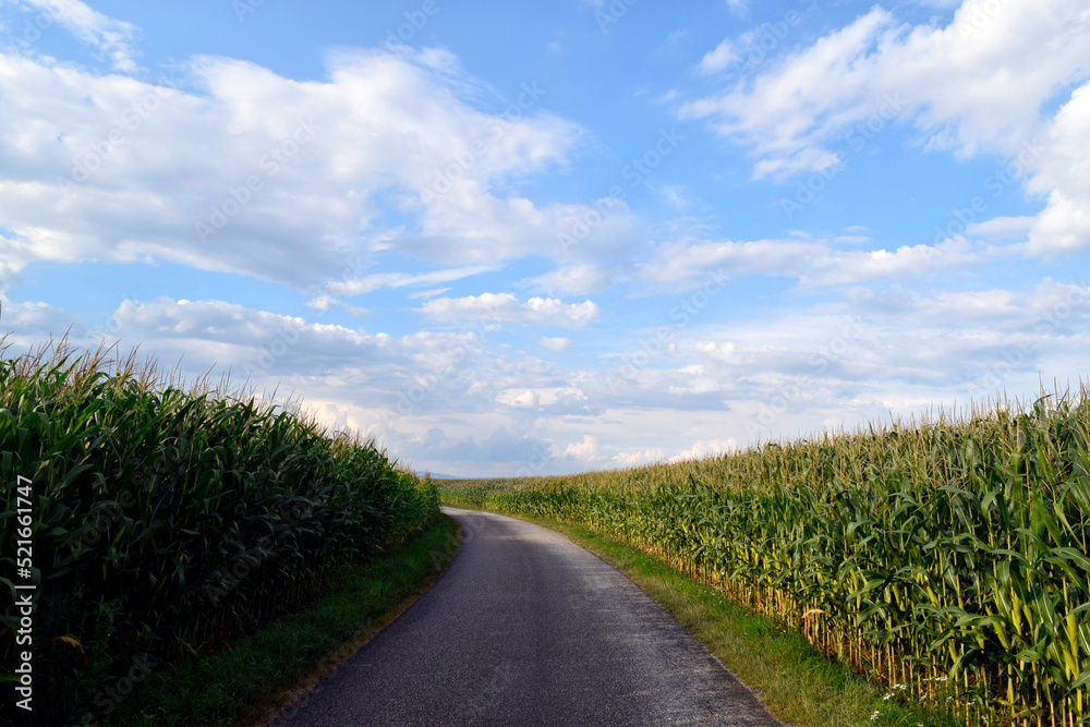 Obraz premium Road in the cornfields