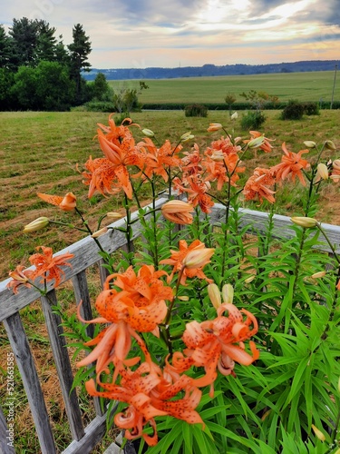Tiger Lily