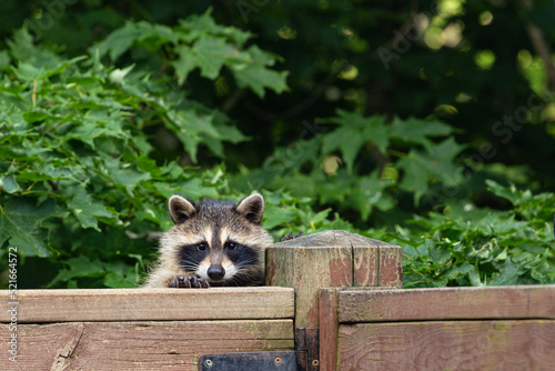 Baby raccoon peeking over wooden deck railing.