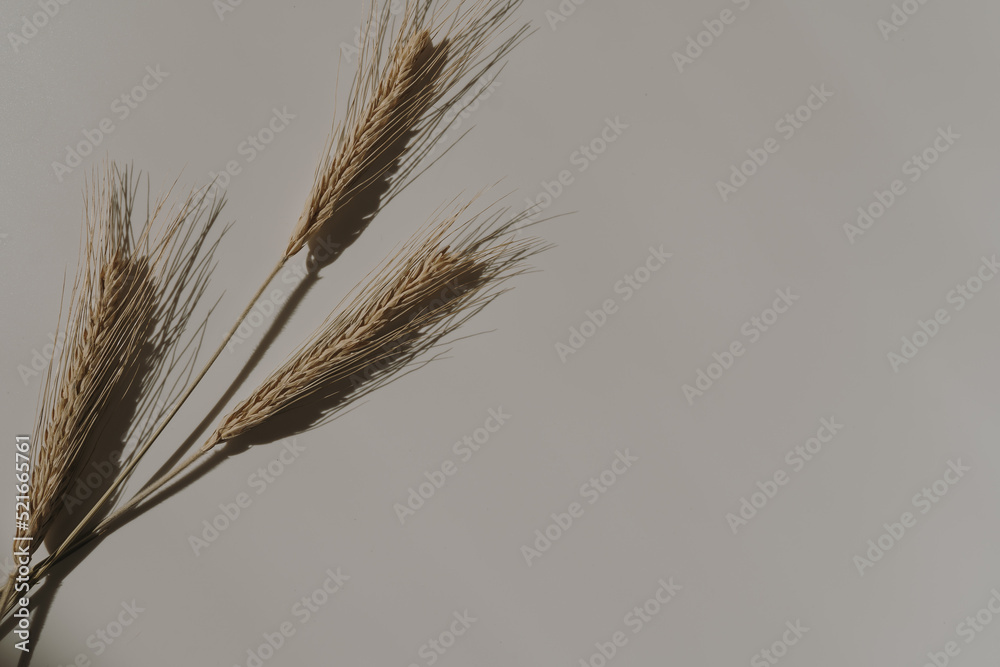 Wheat ears on tan white background with copy space. Warm sunlight shadow reflections silhouette. Minimalist simplicity flat lay. Aesthetic top view flower composition