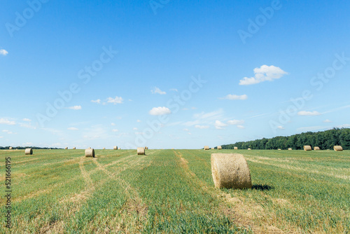 Field with straw bales after harvest against sky background. Stacks of straw after harvesting ears of wheat. Agricultural farm, field after harvest of grain crops.