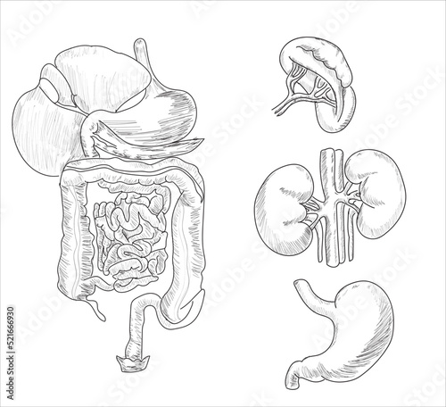 Human organ icons sketch. Lungs, liver, heart, large intestine, tooth, ear