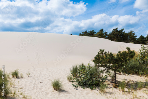 Fototapeta Naklejka Na Ścianę i Meble -  crystal white sand on the schoorl dunes in holland