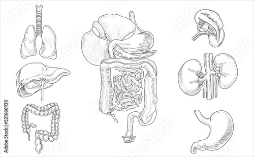 Human organ icons sketch. Lungs, liver, heart, large intestine, tooth, ear