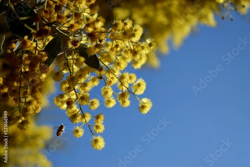 Closeup of a bee flying by Acacia baileyana or Cootamundra wattle flowers. photo