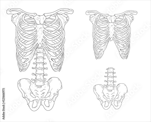 Human joints and body parts bone icons sketch