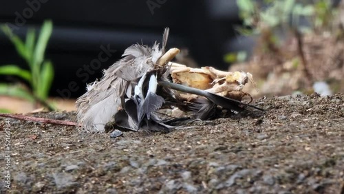 Hormigas sobre los restos de una paloma muerta, mientras pasan coches por la carretera photo