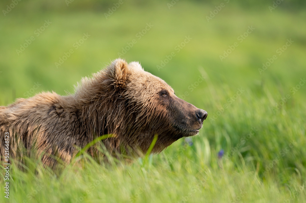 Fototapeta premium Alaskan Brown bear at McNeil River