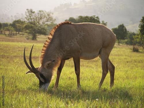 Antilope zur goldenen Stunde