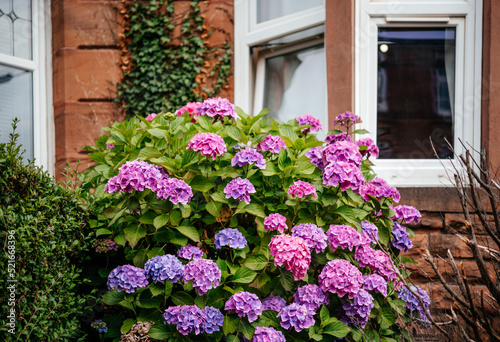 Pink and purple hydrangea bush under the window of English terraced house © Marinesea