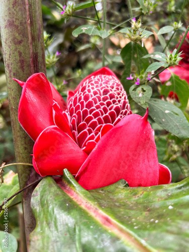 Beautiful Etlingera elatior, or torch ginger lily, growing in the wild on São Tomé.