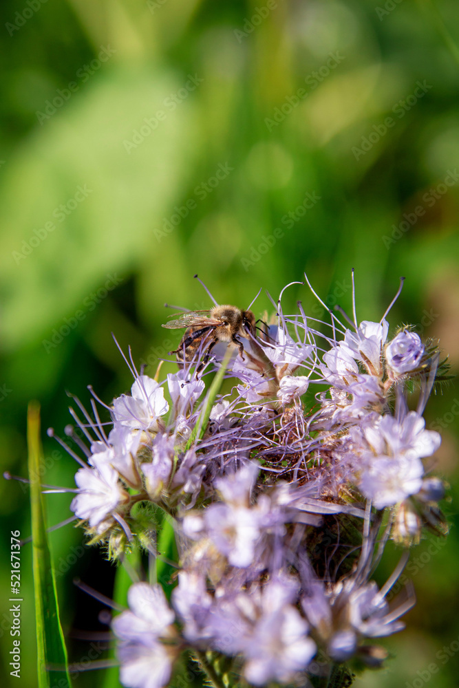 Fototapeta premium A worker bee collects pollen from a phacelia flower to make honey