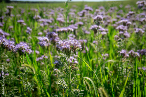 A worker bee collects pollen from a phacelia flower to make honey