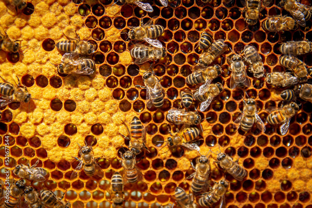 Bees on honeycombs with honey in close-up. A family of bees making honey on a honeycomb grid in an apiary Bees on honeycombs with honey in close-up. A family of bees making honey on a honeycomb grid in an apiary