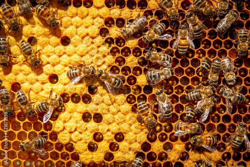 Bees on honeycombs with honey in close-up. A family of bees making honey on a honeycomb grid in an apiary © Александр Гаврилычев