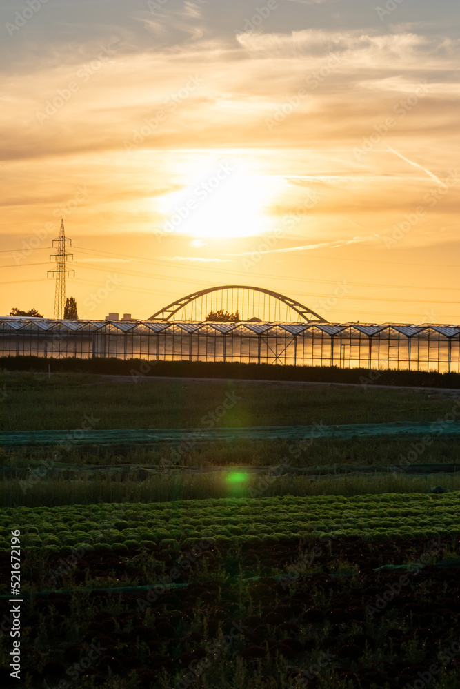 Fototapeta premium Golden sunset over greenhouse silhouettes with bridge and electricity tower for solar power in agricultural business on idyllic countryside and rural scenery shows glass greenhouses healthy vegetables