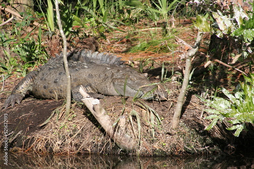 American Crocodile (Crocodylus acutus) at a local zoo