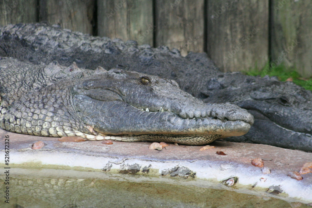 Obraz premium American Crocodile (Crocodylus acutus) at a local zoo