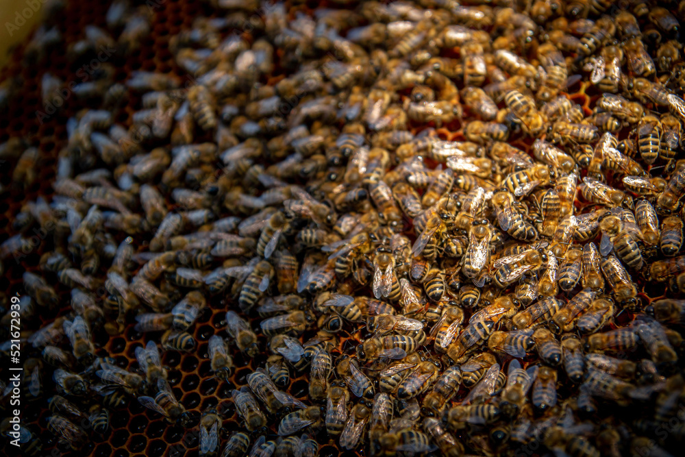 Bees on honeycombs with honey in close-up. A family of bees making honey on a honeycomb grid in an apiary Bees on honeycombs with honey in close-up. A family of bees making honey on a honeycomb grid in an apiary