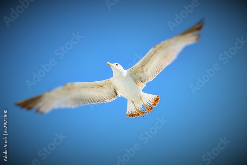 Seagull soaring against the blue sky