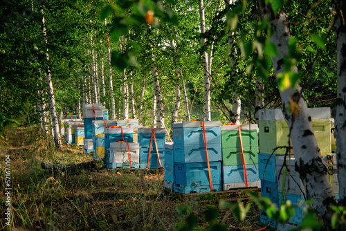 Mobile apiary in the woods near a field of flowers. Work on the apiary © Александр Гаврилычев