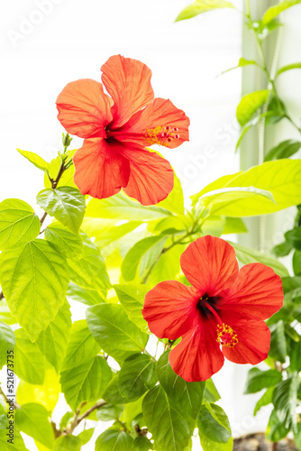 Red hibiscus flower  concept of eco home garden. Houseplants in a modern interior.