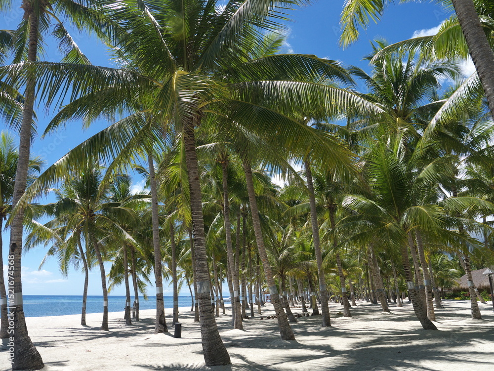 Weißer Sandstrand auf den Philippinen unter Palmen Weißer Sandstrand auf den Philippinen unter Palmen